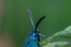 353797 – Photo : Johan Verstraeten – Suisse